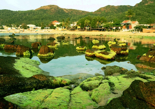 [-]Ngỡ[-]ngàng[-]trước[-]vẻ[-]đẹp[-]mùa[-]rêu[-]biển[-]Nhơn[-]Hải